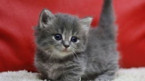 Новые герои в Лими и Ми... Холодное сердце. Поход к зубному и к другому врачу (1 часть)