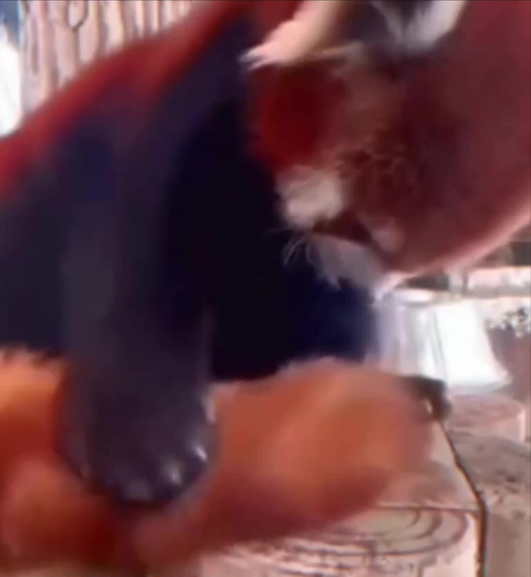 #видео #животные #Милые