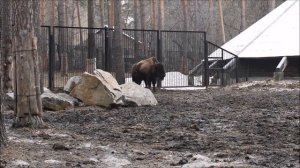 Семейство бизонов 23.04.2026