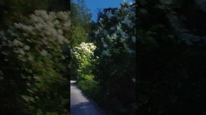 Во дворе поселился соловей. #природа