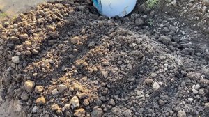 Посев морковки 16.05.26