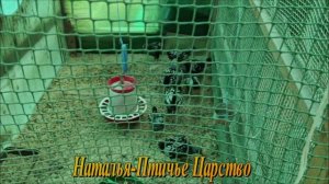 Мята вам в помошь
