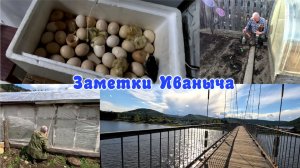Огородные работы в разгаре, первые цыплятки
