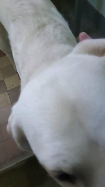 Доверили самое ценное! Симба несет ключики до дома 🔑🐕🐾