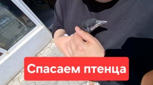 Спасаем птенца сороки