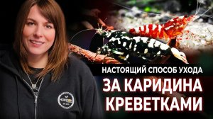 Креветки Каридина: Все, что Вам нужно знать