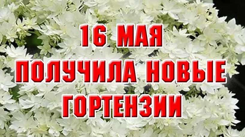 16 мая. Новая посылка с гортензиями