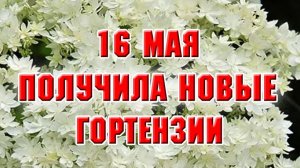 16 мая. Новая посылка с гортензиями