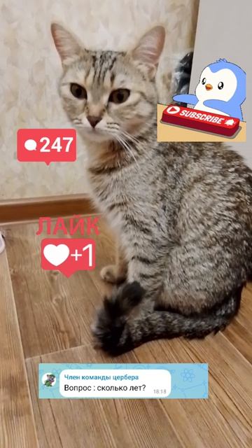 Рубрика 