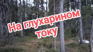 На глухарином току. Снятие ветелей.