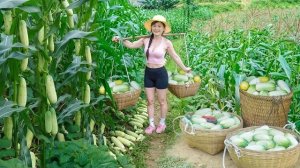 Собираю урожай огурцов, выращенных на кукурузном поле, и отправляюсь продавать их на рынок. Нхат
