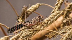 Марокканская саранча атаковала Таджикистан