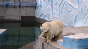 Медвежонок и Герда в своём вольере 04.05.2026