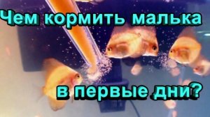 чем кормить малька гуппи?