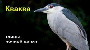 🦢 «Кваква — призрак болот 🌿 | Необычные секреты ночной цапли!» 🌙⚡