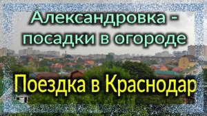 Александровка - посадки в огороде. Поездка в Краснодар.