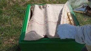 Еду по полям, смотрю отводки, роеловство, пересадка пчел у отца и ещё кое что...
