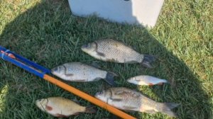 Сегодня с утра маленько порыбачил на поплавок🎣 Прикормка Стерля (Чеснок). Наживка навозный червь.