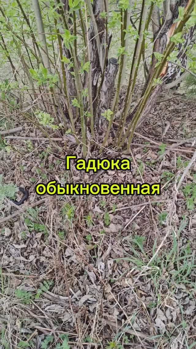 Встретили гадюку