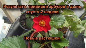 Результаты прививки арбузов и дынь спустя 2 недели. Новые растюшки.