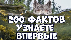 200 ИНТЕРЕСНЫХ ФАКТОВ, КОТОРЫЕ ВЫ УЗНАЕТЕ ВПЕРВЫЕ