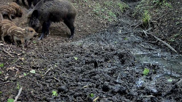 Фото ловушка кабанчики смотреть онлайн