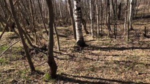 Берёза меняет кору и Принц пастится