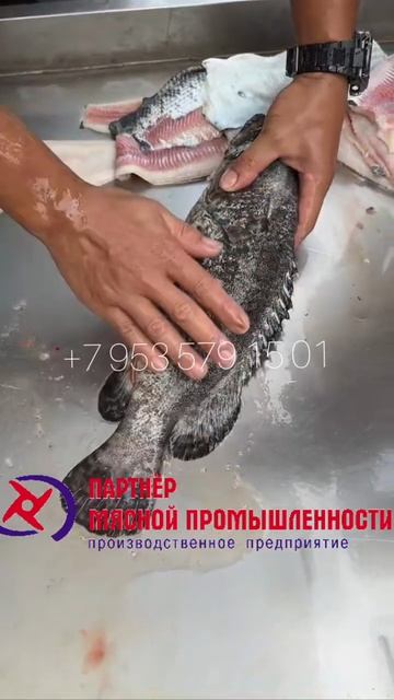 Машина потрошения и очистки рыбы от чешуи 700