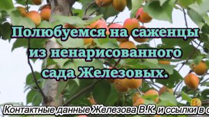 Полюбуемся на саженцы из ненарисованного сада Железовых.