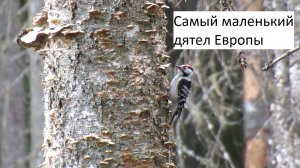 Малый пёстрый дятел ищет жучков в древесных грибах