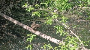 Водные процедуры))