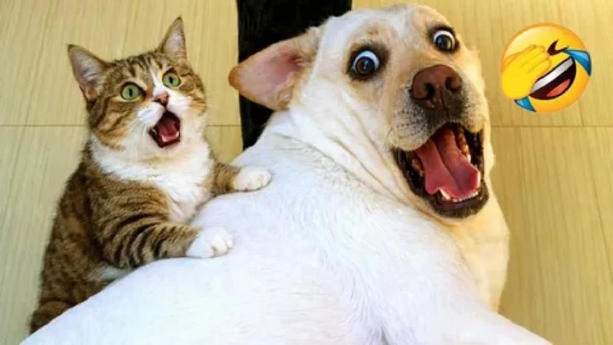 🤣Смешные животные!🤣| Самые смешные кошки и собаки!😻СМЕШНЫЕ ВИДЕО ПРО ЖИВОТНЫХ!#7!💯