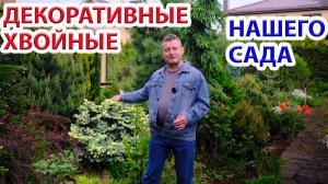 Декоративные хвойные нашего сада