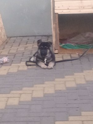 сегодня играю собакой чек