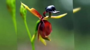 15 Самых Странных цветов.
