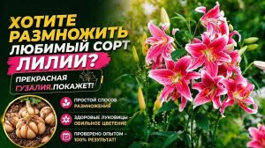 Размножение лилии и других луковичных правильно