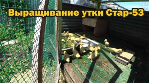 Утка Стар-53: плюсы и минусы породы