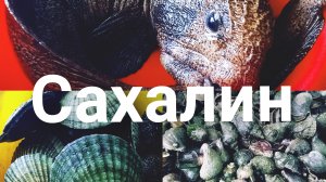 Собрал кучу , морского деликатеса! # Сахалин рулит.