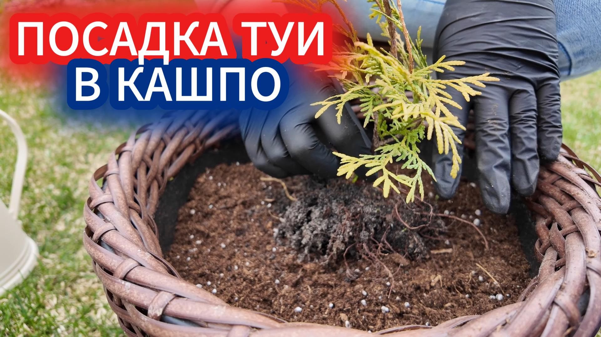 Посадка туи в кашпо на улице - оживляем ландшафт сада