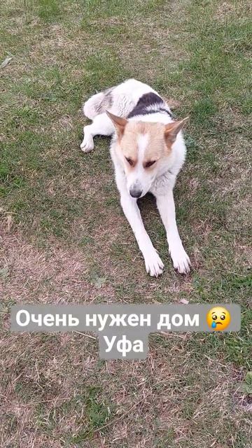 Нужны добрые руки #собака #помощьбездомным #животные