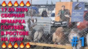 🔥🔥🔥 17.05.26 Сборная ярмарка голубей в Ростове на Дону. Птичий рынок.