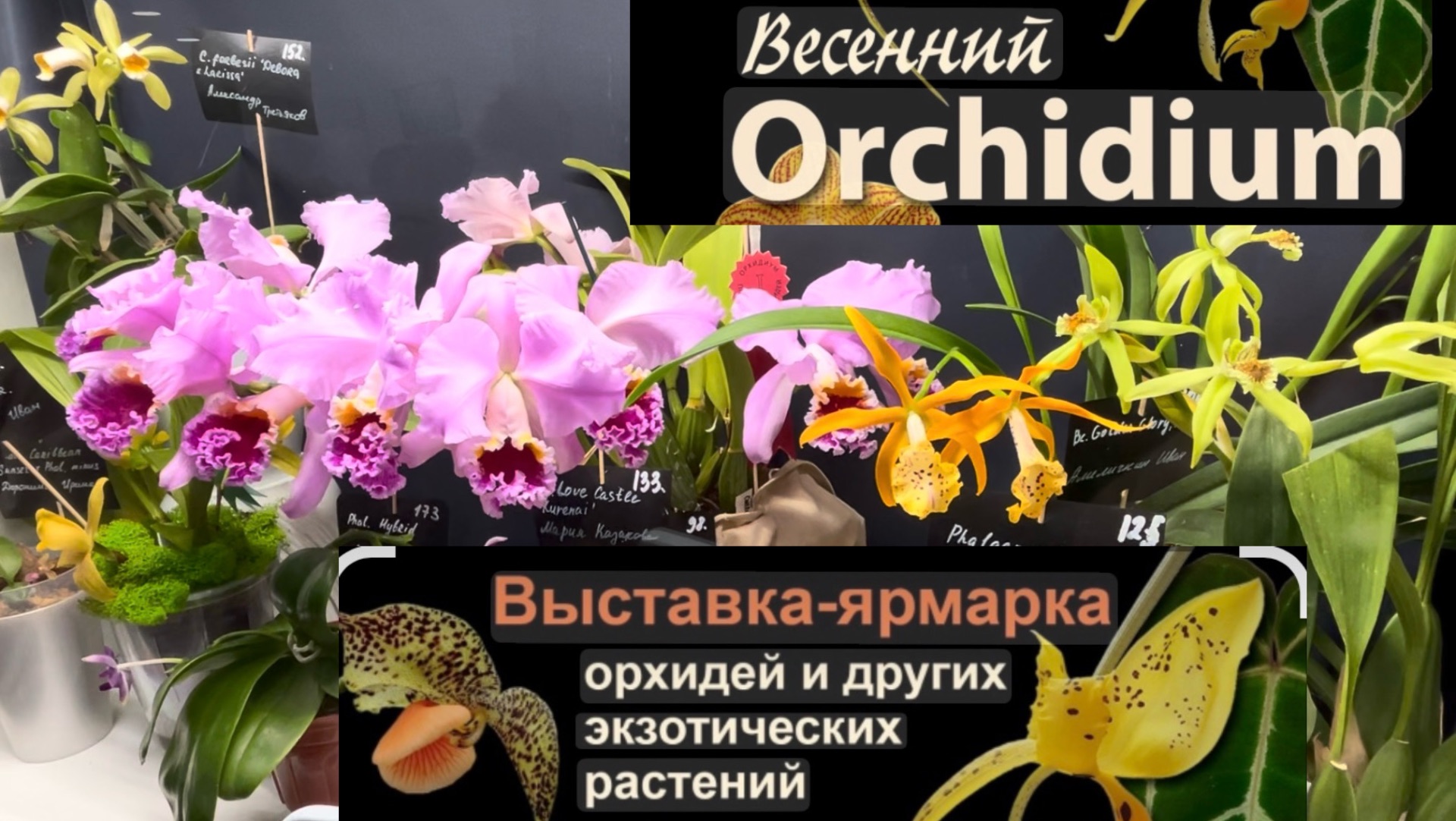 Весенний ОРХИДИУМ 2026 🌸 Май ✅ # орхидеи