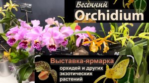 Весенний ОРХИДИУМ 2026 🌸 Май ✅ # орхидеи