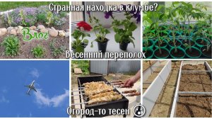 Весенний переполох: теплицу доделываем, газон подсеяли, сажаю, приехала мама. Огород-то тесноват😮☺️