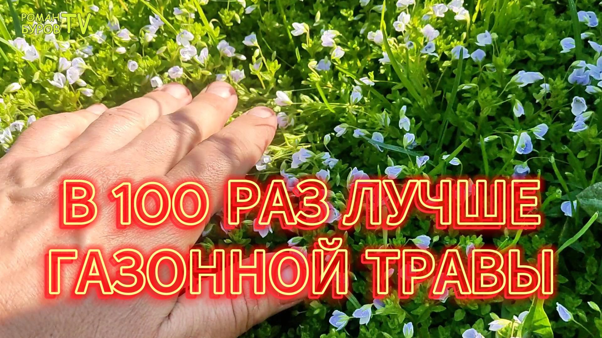 Посадите это РАСТЕНИЕ в саду и ЗАБУДЕТЕ про скучный ГАЗОН и СНЫТЬ: вероника нитевидная 🌸