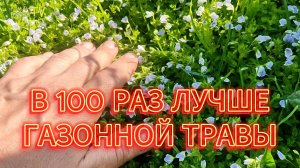 Посадите это РАСТЕНИЕ в саду и ЗАБУДЕТЕ про скучный ГАЗОН и СНЫТЬ: вероника нитевидная 🌸