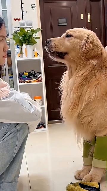 Cute puppy ❤️ #かわいい犬 #anjingcomel #สุนัขน่ารัก#cutedogph #chóđángyêu #anjinglucu #cachorrofofo
