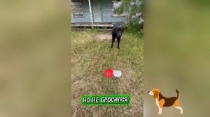 Собака никого не подпускала к участку у заброшенного дома.
