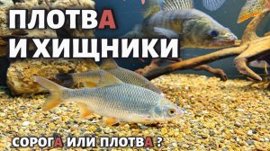 ПЛОТВА И ХИЩНИКИ