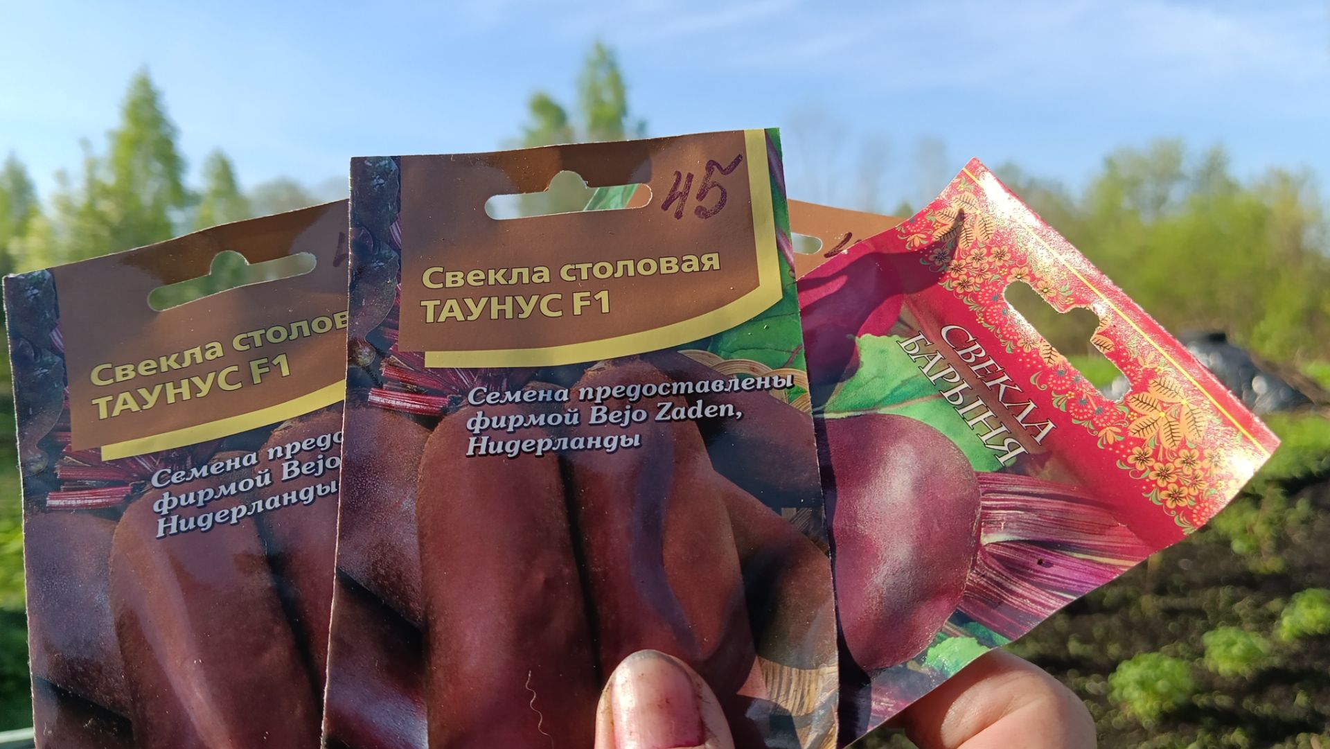Спать нам некогда 🤭 С 7 утра 👍 на огороде.Посадили свеклу и лук .